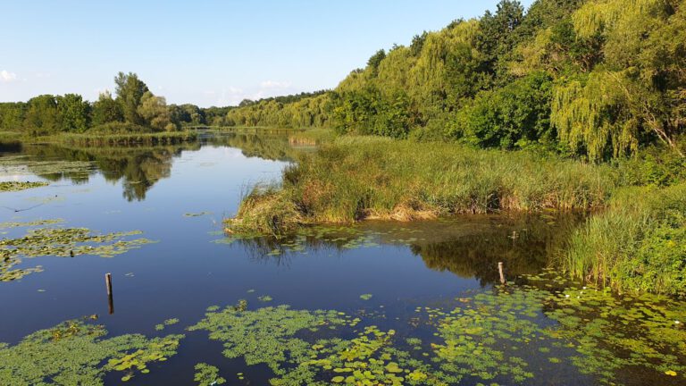 Natursee Kis Balaton